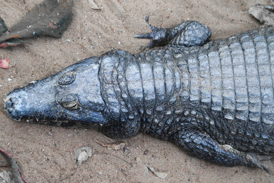 Head shot Of Newly Born Baby Of Lazy Alligator Or Crocodile Resting Sleeping On Sand Floor