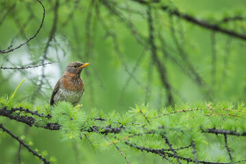 Red-throated Thrush - Rotkehldrossel - Turdus ruficollis, Russia (Baikal), adult, female