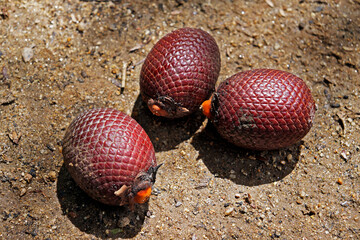 Moriche palm (Mauritia flexuosa) fruits on soil