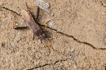 Macro image of an insect in Germany