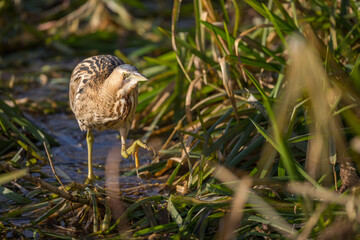 Eurasian Bittern - Rohrdommel - Botaurus stellaris ssp. stellaris, Switzerland