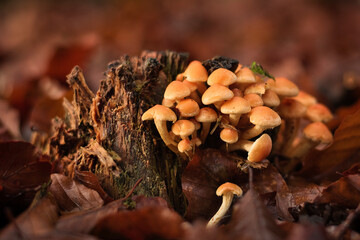 Hypholoma fasciculare