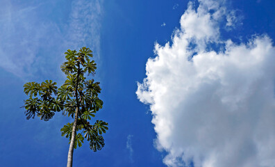 Cecropia tree and blue sky