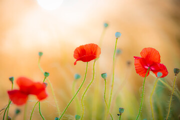 red flowers