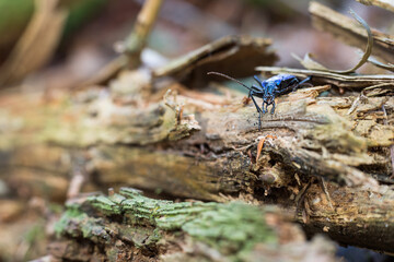Macro image of an insect in Germany