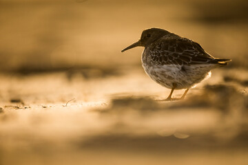 Purple Sandpiper - Meerstrandläufer - Calidris maritima, Germany (Niedersachsen), 1st winter