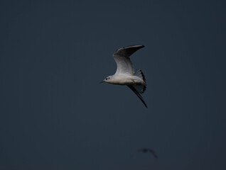 seagull in the sky
