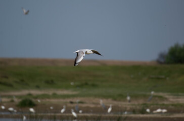 seagulls flying in the sky