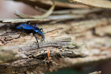 Macro image of an insect in Germany
