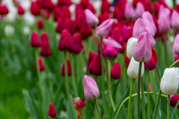 Multicolored spring tulips grow on a flower bed