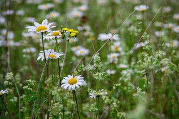White spring daisies grow in the meadow
