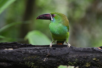 Crimson-rumped Toucanet, Aulacorhynchus haematopygus