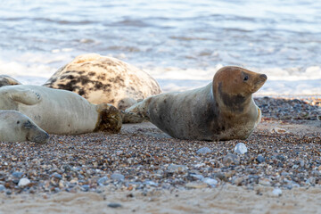 Naklejka premium sea lions on coast line close to water