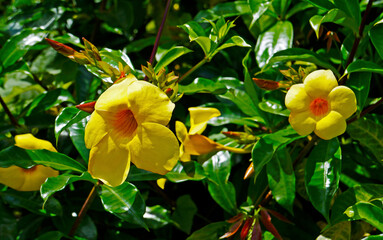 Golden trumpet or common trumpetvine (Allamanda cathartica)                              