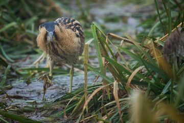 Eurasian Bittern - Rohrdommel - Botaurus stellaris ssp. stellaris, Switzerland