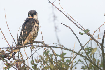 Eurasian Hobby - Baumfalke - Falco subbuteo ssp. subbuteo, Germany (Lower Saxony), 1st cy
