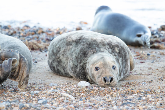 sea lions on coast line close to water