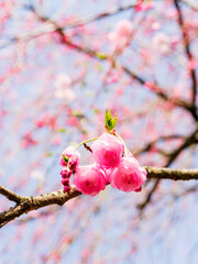 The cherry blossoms planted next to the workplace are in full bloom.
