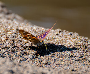 butterfly on sand