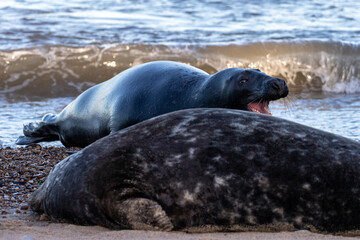 Obraz premium sea lions on coast line close to water