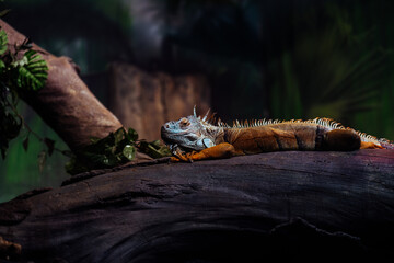 Cute iguana lying on tree in enclosure. Large herbivorous lizard resting on trunk of tree.