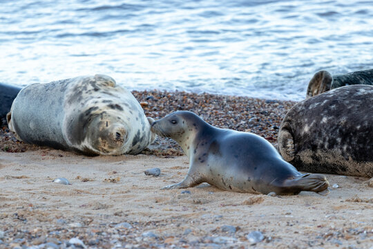 sea lions on coast line close to water