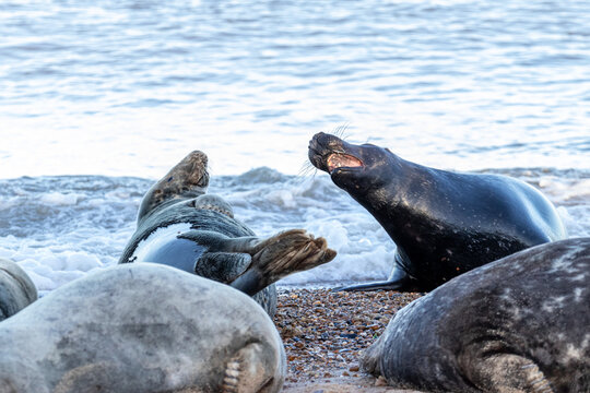 sea lions on coast line close to water