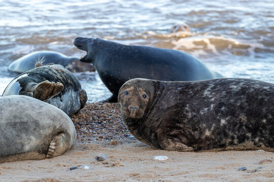 sea lions on coast line close to water