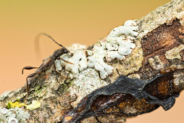 Macro image of an insect in Germany