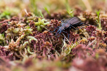Macro image of an insect in Germany