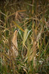 Eurasian Bittern - Rohrdommel - Botaurus stellaris ssp. stellaris, Switzerland