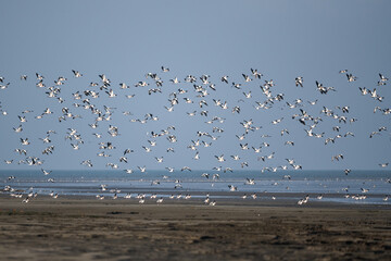 Common Shelduck - Brandgans - Tadorna tadorna, Germany (Niedersachsen)