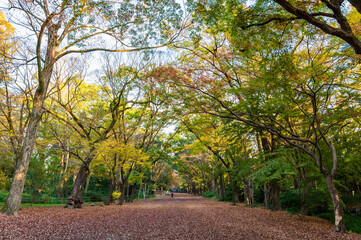 秋の京都　下鴨神社　糺の森