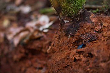Macro image of an insect in Germany