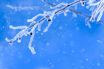 Christmas background with falling snowflakes. Frozen branch with berries on a background of blue snow. Selective focus.