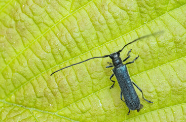 Macro image of an insect in Germany