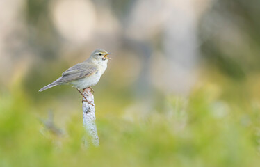 Willow Warbler - Fitis - Phylloscopus trochilus ssp. trochilus, Germany (Baden-Württemberg), adult