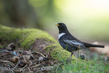 Ring Ouzel - Ringdrossel - Turdus torquatus ssp. alpestris, Germany )Baden-Württemberg), adult male