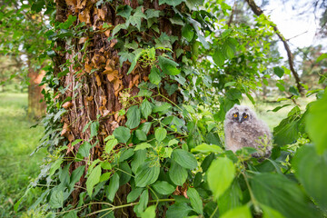 Long-eared Owl - Waldohreule - Asio otus otus, Germany (Baden-Württemberg), juvenile