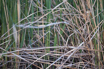 Little BIttern - Zwergdommel - Ixobrychus minutus minutus, Austria (Vorarlberg), adult, male