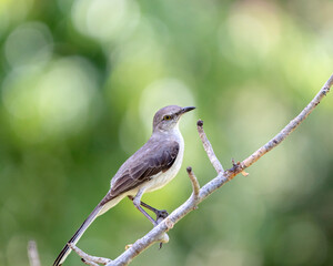 red backed shrike