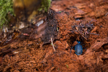 Macro image of an insect in Germany