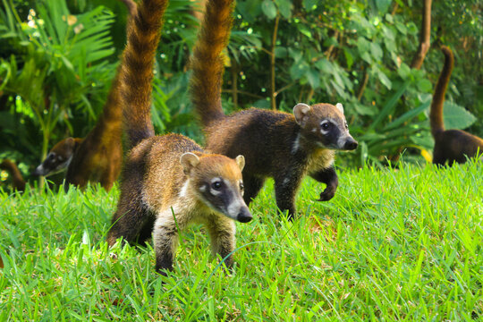 Pair of coaties in the middle of the forest in search of food