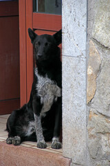 Dog at the entrance of a door