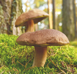 White mushroom in forest in autumn season. Big boletus grows in the wildlife against the background of green moss. Porcini bolete mushrooms. Season for picked gourmet mushrooming.