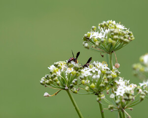 bee on a flower