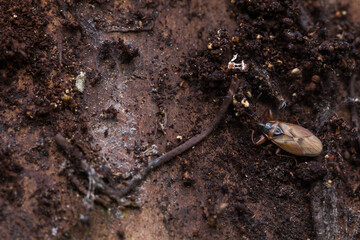 Macro image of an insect in Germany