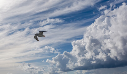 White seagull flying in bright blue sky, with its wings open. European herring gull (Larus argentatus) over Baltic sea. Skyscape background.