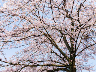 The cherry blossoms planted next to the workplace are in full bloom.

