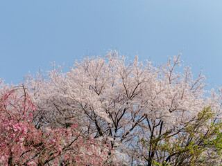 The cherry blossoms planted next to the workplace are in full bloom.
